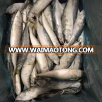 Seafrozen IQF 8 pcs Pacific mackerel for macket