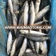 Extra well seafrozen pacific mackerel white belly/roasted pacific mackerel fillet