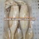 Whole Round frozen illex squid