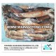 Big Quantity Frozen Argentinian illex Giant Squid for you