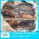 Fresh frozen illex squid