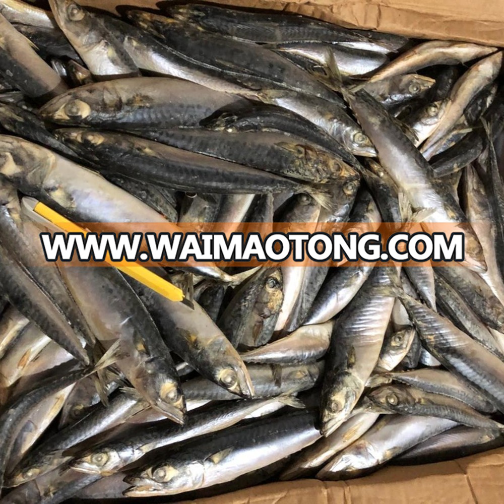 300-500g new coming W/R seafrozen mackerel from china